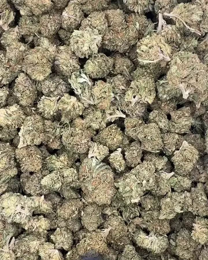 Royal OG, gros plan 1