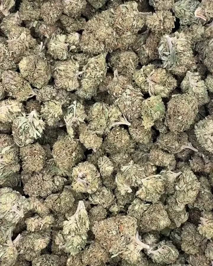 Royal OG, gros plan 2