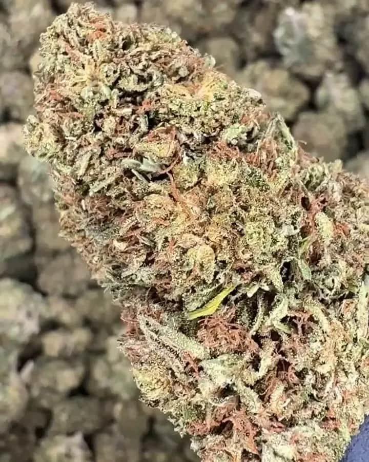 Royal OG, gros plan 3